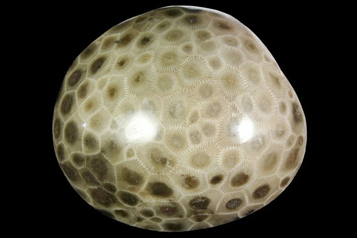 Polished Petoskey Stone (Fossil Coral) - Michigan #156095